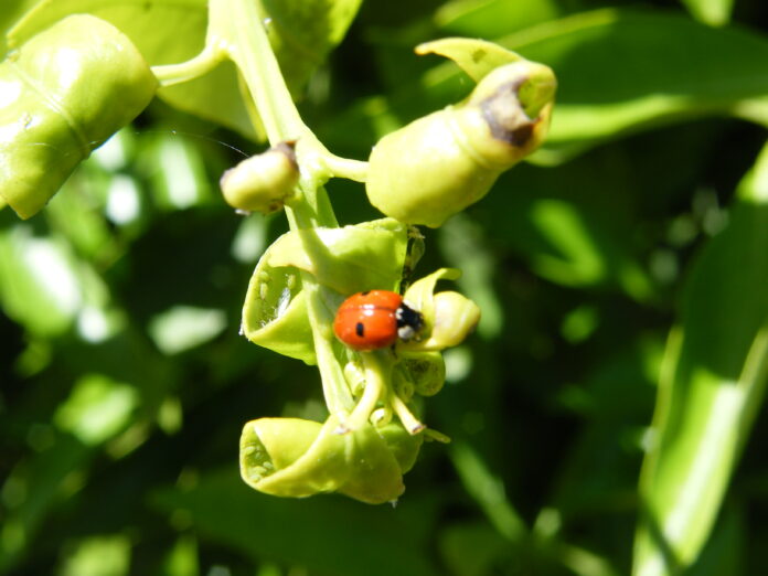 Colonia afidica e coccinellide predatore su agrumi agrumi afidi
