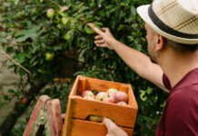 ortofrutta