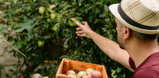 ortofrutta