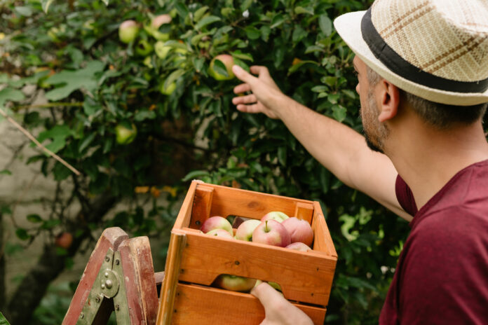 ortofrutta