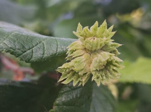 nocciolo