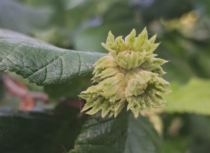 Frutticini nocciolo (crediti Antonio Marino) nocciolo
