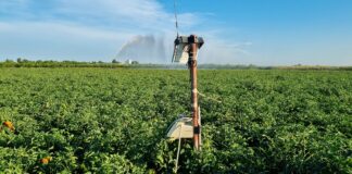 Irrigazione: è la pianta a chiedere acqua irrigazione