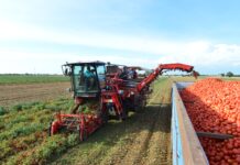 Pomodoro da industria, tecnologie evolute per la raccolta meccanizzata