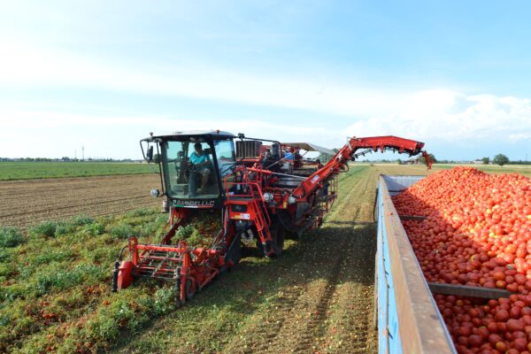 Pomodoro da industria, tecnologie evolute per la raccolta meccanizzata