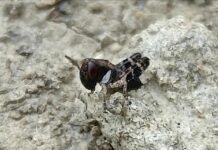 Cavalletta italiana: sono iniziate le nascite cavalletta italiana
