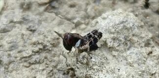 cavalletta italiana