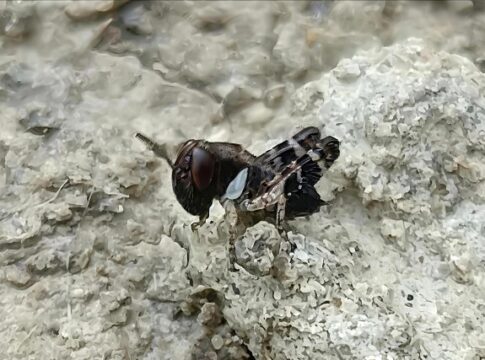 cavalletta italiana