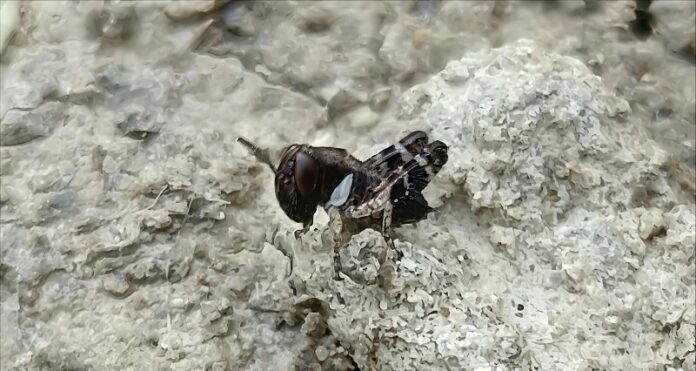 cavalletta neanide cavalletta italiana