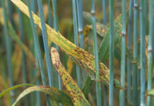 ramularia