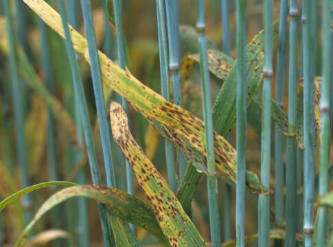 Ramularia dell’orzo: tutto parte dal seme ramularia