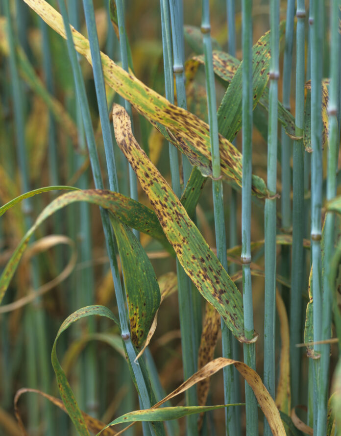 ramularia