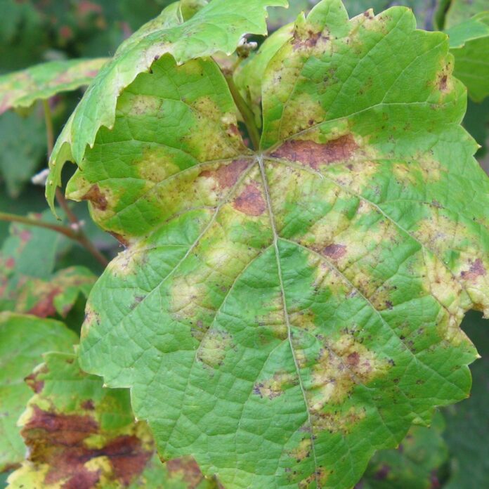 foto1_sintomi peronospora su vite