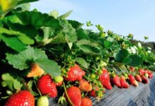biostimolanti fragola