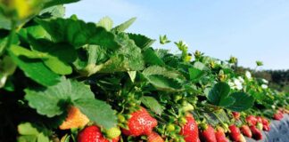 Colture ortofrutticole, biostimolanti chiave per difendere qualità e rese sotto stress biostimolanti fragola
