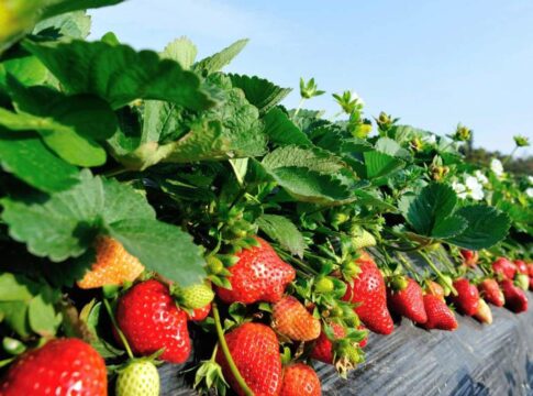 biostimolanti fragola