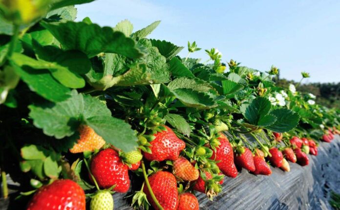 biostimolanti fragola