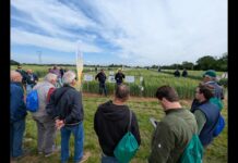 Cereali: buone rese per frumenti e orzi. I conti tornano con l’innovazione