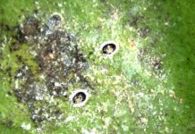 aleurodide spinoso