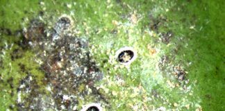 aleurodide spinoso