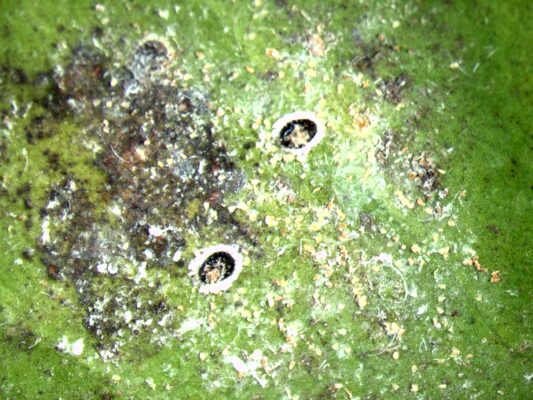 Aleurodide spinoso stabilmente insediato