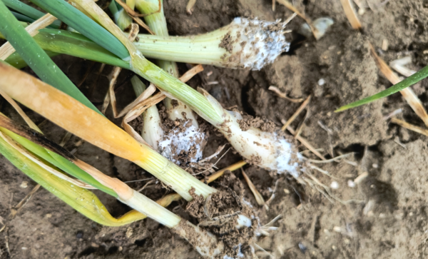Alliacee, marciume bianco trasmesso dal suolo