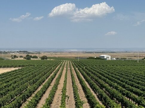 Puglia, apre bando con 5,7 milioni per la promozione del vino nei mercati extra-Ue promozione mercati
