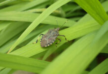 Trovata la prima cimice gialla maculata in Italia cimice gialla maculata