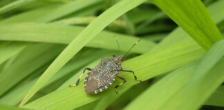 cimice gialla maculata
