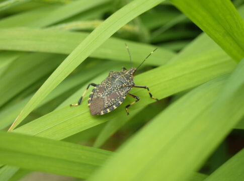Trovata la prima cimice gialla maculata in Italia cimice gialla maculata