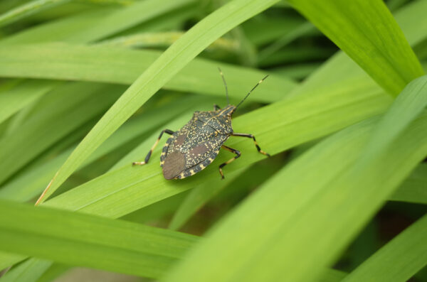 Trovata la prima cimice gialla maculata in Italia