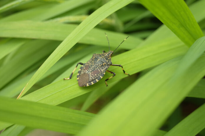 cimice gialla maculata