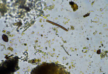 microbioma