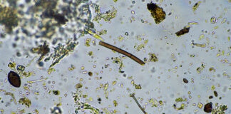 microbioma