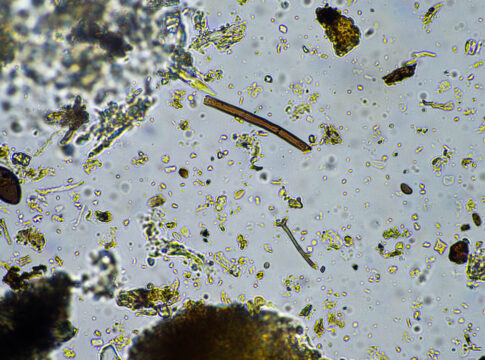 microbioma