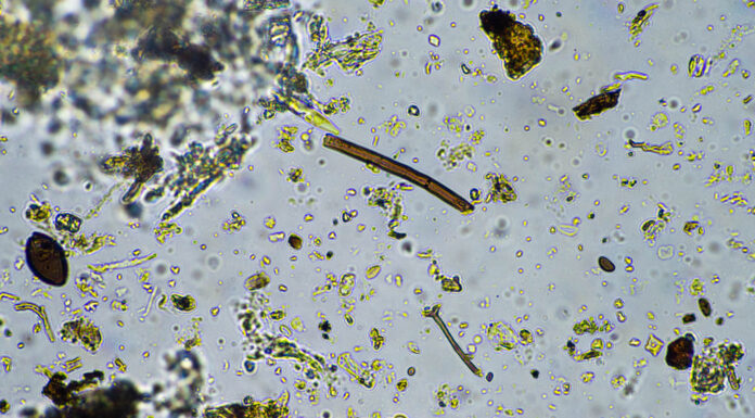 microbioma