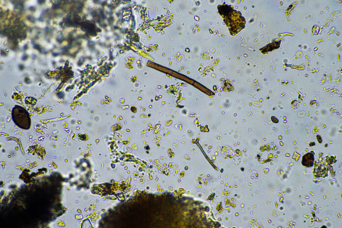 microbioma