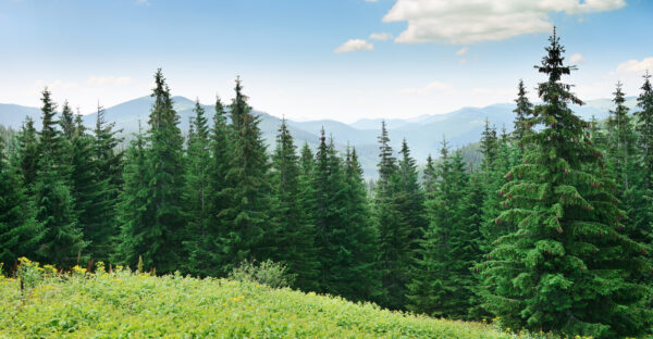 Salvare la biodiversità senza fermare l’economia