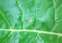 Barbabietola, nuovo sistema integrato di previsione per la Cercospora