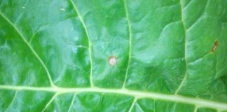 Barbabietola, nuovo sistema integrato di previsione per la Cercospora
