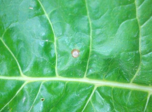 Barbabietola, nuovo sistema integrato di previsione per la Cercospora