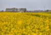 Colza, una filiera che genera valore per l’agricoltura colza