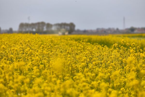 Colza, una filiera che genera valore per l’agricoltura