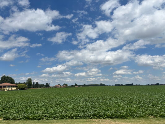 Barbabietola: Coprob anticipa la campagna saccarifera