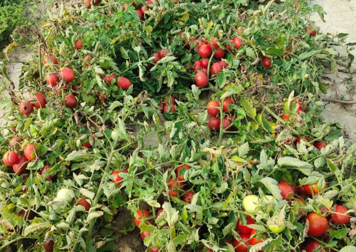 Foto_Frasca_pomodori
