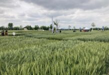 Frumento: diserbo, biostimolanti e agricoltura rigenerativa sotto la lente
