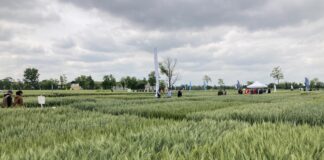 Frumento: diserbo, biostimolanti e agricoltura rigenerativa sotto la lente