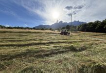 In Veneto una nuova filiera per recuperare aree degradate con specie autoctone