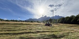 In Veneto una nuova filiera per recuperare aree degradate con specie autoctone