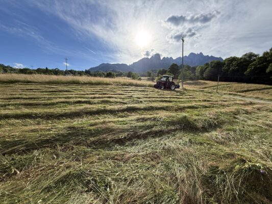 In Veneto una nuova filiera per recuperare aree degradate con specie autoctone